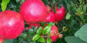 Pomegranate