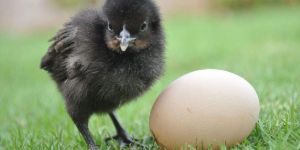 Live Kadaknath Chicks