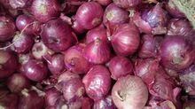 Fresh Red Onion