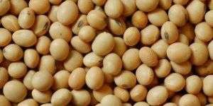 Non Gmo Soybean Seed