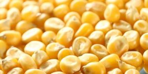 Indian Yellow Maize