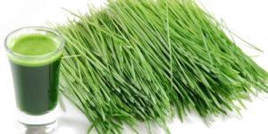 Wheatgrass Juice