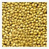 Coriander Seeds