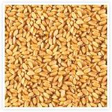 Wheat