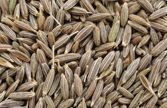 Cumin Seeds