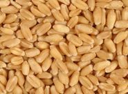 Wheat