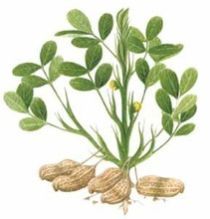 Groundnut