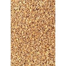 Wheat Grains