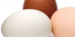 Chicken Egg