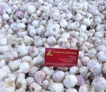 Indian Fresh Garlic