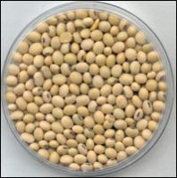 Soyabean