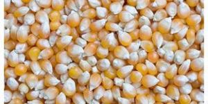 Yellow Corn