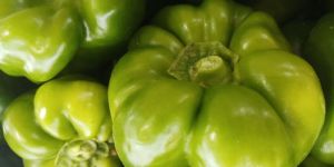 Green Capsicum