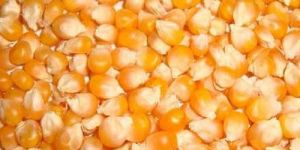 Maize Seeds