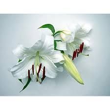 White Lily Flower