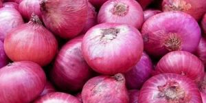 Fresh Red Onion