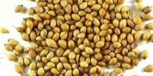 Coriander Seed