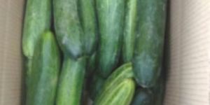 Fresh Cucumber