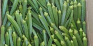 Fresh Okra