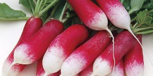 Fresh Radish