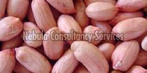 Blanched Groundnut Kernels