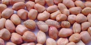 Bold Groundnut Kernels