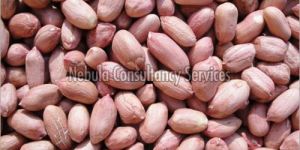 Dried Groundnut Kernels