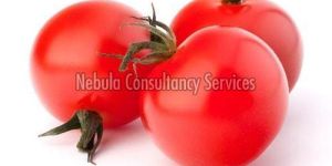 Fresh Cherry Tomato