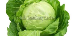 Fresh Organic Cabbage