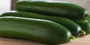 European Cucumber
