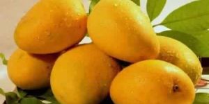 Fresh Mango