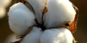 Raw Cotton