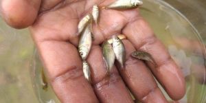 Amur Common Carp Fish Seed