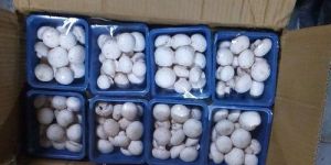 Fresh Button Mushroom