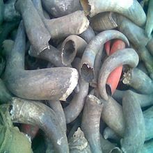 Raw Buffalo Black Horn