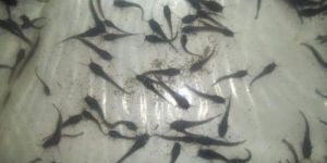 Magur Fish Seeds