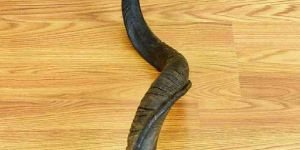 Buffalo Horn