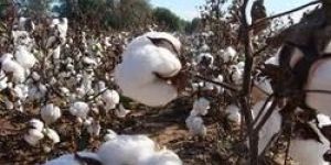 Organic Raw Cotton
