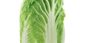 Fresh Napa Cabbage