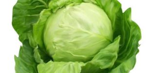 Organic Cabbage