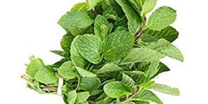 Organic Mint Leaves