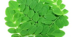 Moringa Leaf