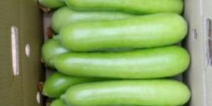 Fresh Bottle Gourd