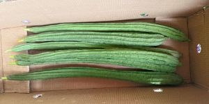 Fresh Snake Gourd