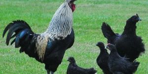 Kadaknath Chicks