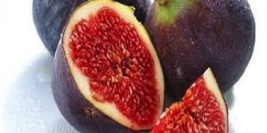 Fresh Fig