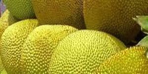 Fresh Jack Fruit