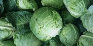 Fresh Natrual Cabbage
