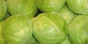 Fresh Organic Cabbage