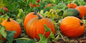 Fresh Organic Pumpkin